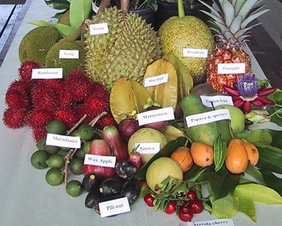 Алфавитный список фруктов