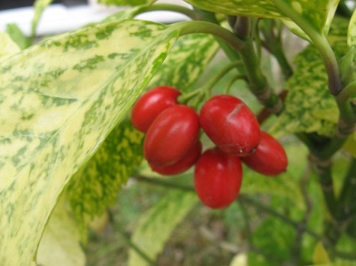 Односемянная ягода аукуба японская